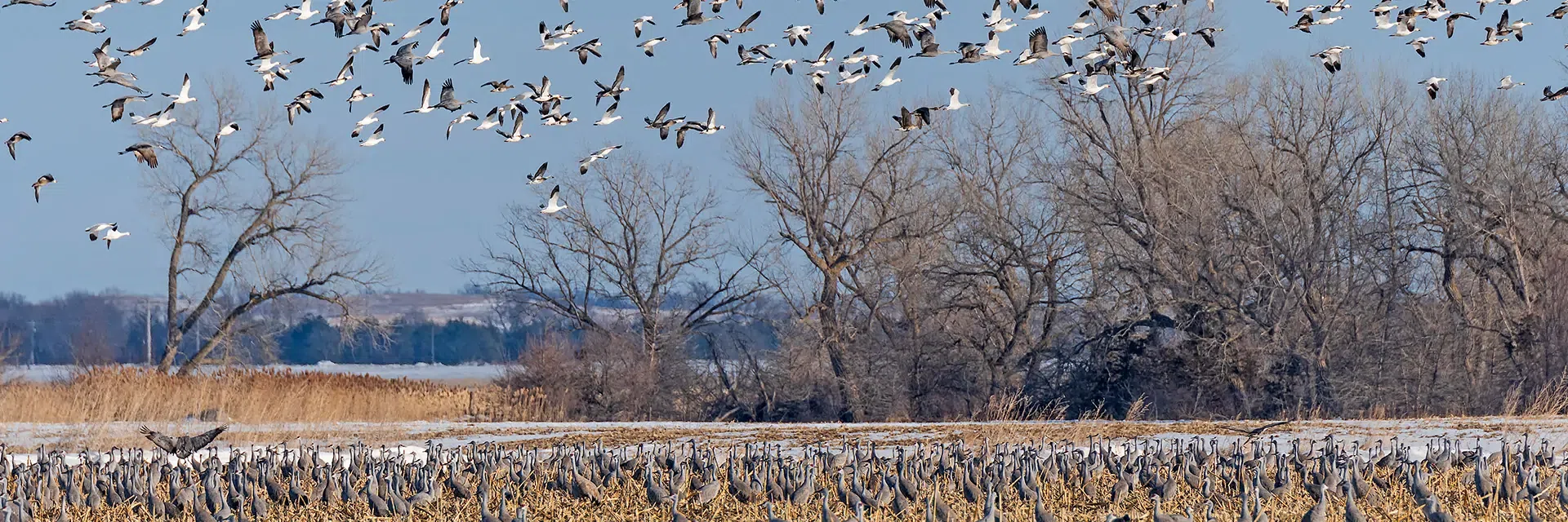 A large flock of birds flying and gathered on a snowy field with leafless trees in the background.