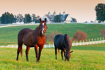 Three-cueing often relies on images to provide meaning, like this picture of a horse.